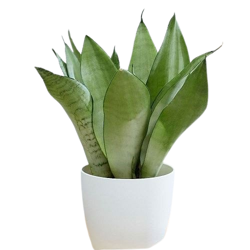 Green Pot